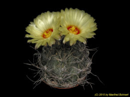Astrophytum capricorne 1081